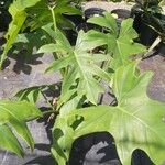 Philodendron pinnatifidum Leht