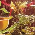 Caesalpinia pulcherrima Kukka