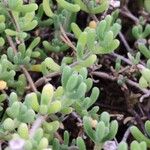 Drosanthemum floribundum Folio