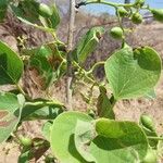 Cordia myxa 其他