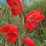 Gladiolus dalenii Blomst