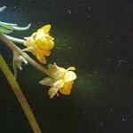 Ranunculus multifidus 花