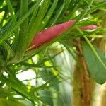 Tillandsia paleacea ফুল