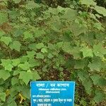 Hibiscus vitifolius Hoja