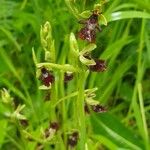 Ophrys insectifera Kwiat