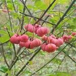 Euonymus latifolius Fruto