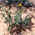 Adonis dentata Habitatea