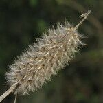 Trifolium angustifolium Fruit