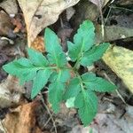 Botrychium lunaria Leaf