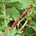 Phytolacca octandra Flor