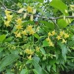 Chiococca alba Çiçek