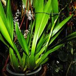 Oncidium crocidipterum Hoja
