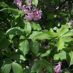 Weigela florida Annet