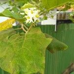 Solanum torvum Flower