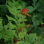 Rubus franchetianus Habit