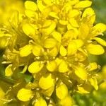 Sisymbrium austriacum Λουλούδι