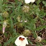 Hibiscus trionum Fleur