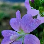 Malva alcea ফুল