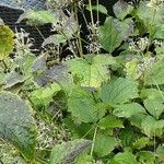 Clematis heracleifolia Συνήθη χαρακτηριστικά