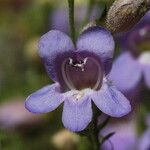 Penstemon linarioides Flower