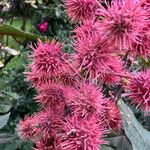 Ricinus communis 果實