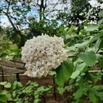 Viburnum × carlcephalumBlüte