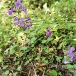 Hesperis matronalisFlower