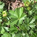 Potentilla brauneana Blad