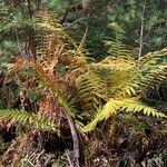 Osmundastrum cinnamomeum Habit