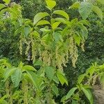 Pterostyrax hispidus Hábito