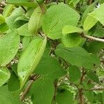 Viburnum carlesii Leaf