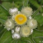 Helichrysum foetidum Žiedas