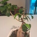 Ficus retusaLeaf