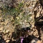 Limonium companyonis Libunga