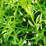 Vicia tetrasperma Flower