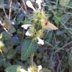 Galeopsis tetrahit Blomst