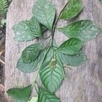 Psychotria cupularis Φύλλο
