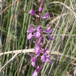 Anacamptis palustris Flor