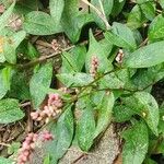 Polygonum persicariaKwiat