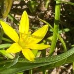 Gagea fragifera 花