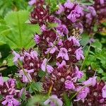 Thymus praecoxFlower