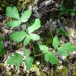 Thapsia nestleri Blatt