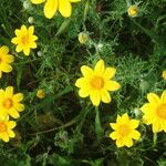 Pseudobahia peirsonii Flor