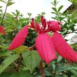 Mussaenda erythrophylla Квітка