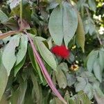 Calliandra trinervia Kwiat