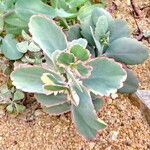 Kalanchoe fedtschenkoi Leaf