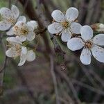 Prunus spinosa Blüte