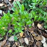 Asparagus asparagoides Blatt
