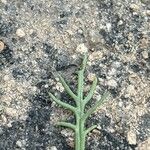 Senecio glaucus Leaf