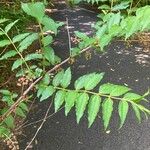 Coriaria japonica Frutto